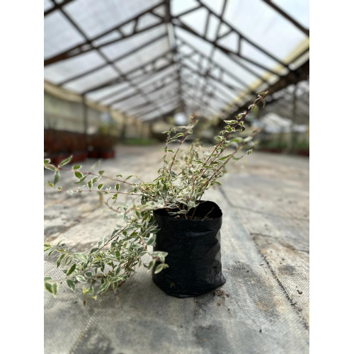 Abelia Variegada