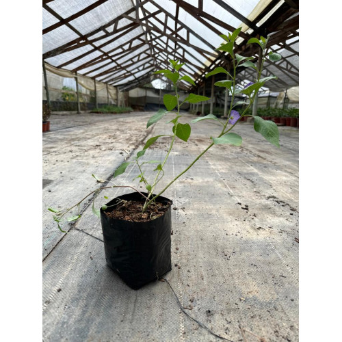 Solanum Rantonnetii / Solano