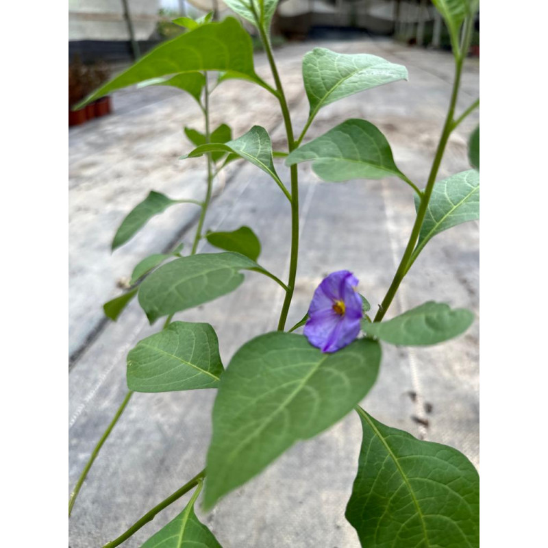 Solanum Rantonnetii / Solano