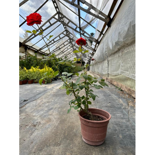 Rosa