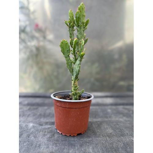 Cactus Opuntia