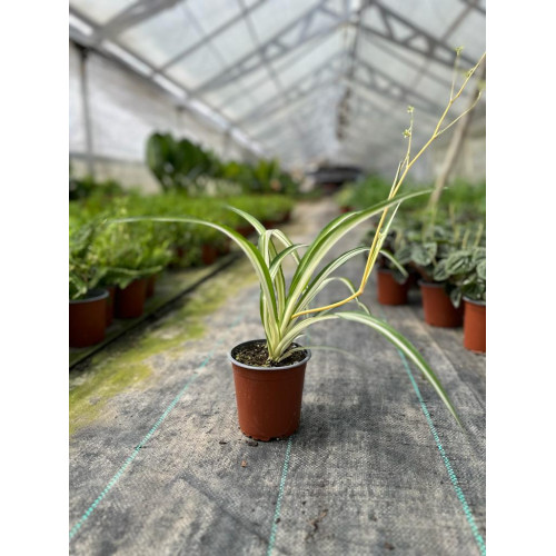 Clorophytum / Clorofito