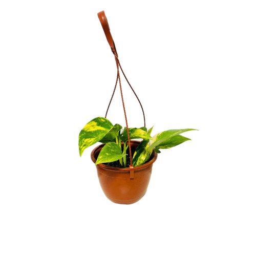 Scindapsus Golden