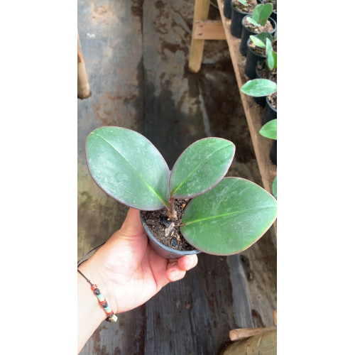 Peperomia Red Edge