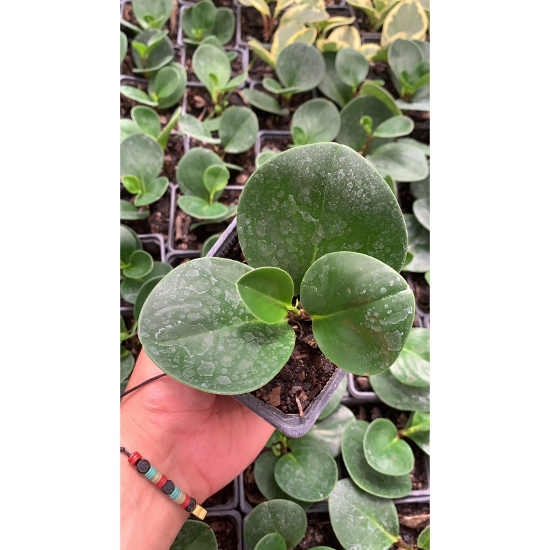 Peperomia Obtusifolia Green