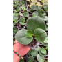 Peperomia Obtusifolia Green