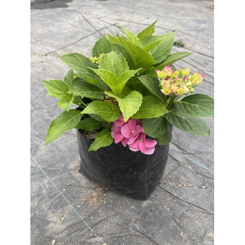 Hortensia