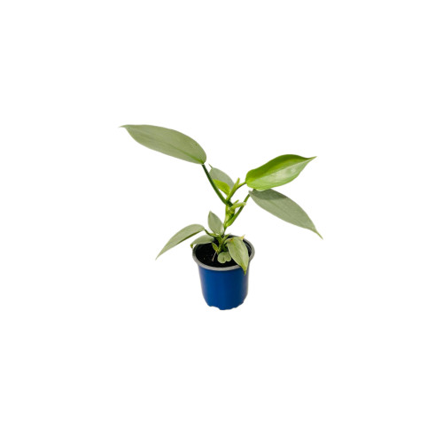 Philodendro Hastatum Silver Sword