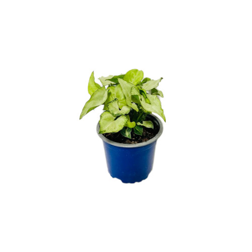 syngonium snow white