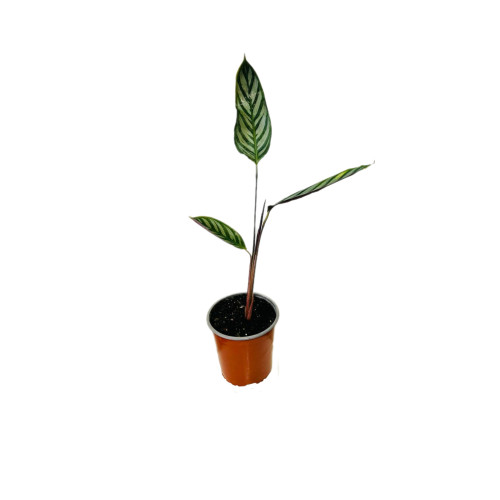 Ctenanthe setosa