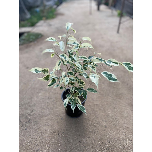 Ficus Hawaii