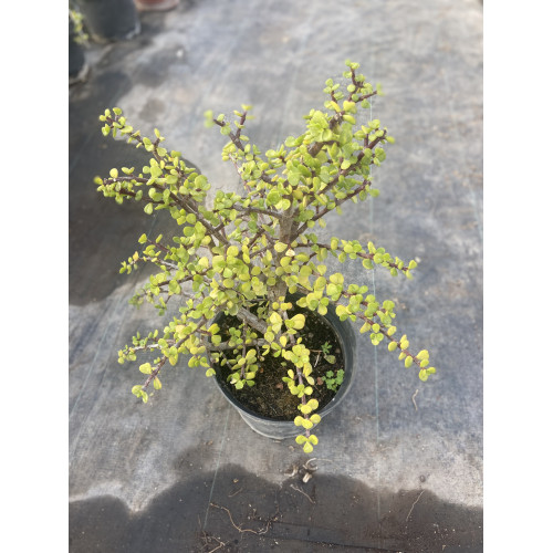 Jade o Portulacaria