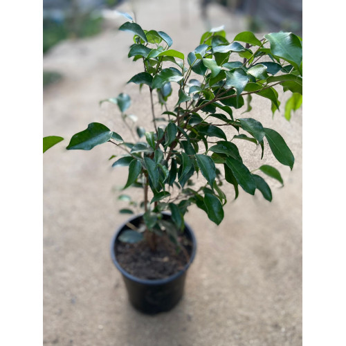 Ficus Danielle