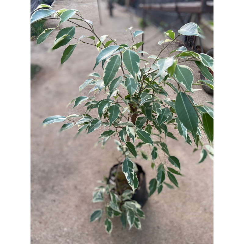 Ficus Samantha