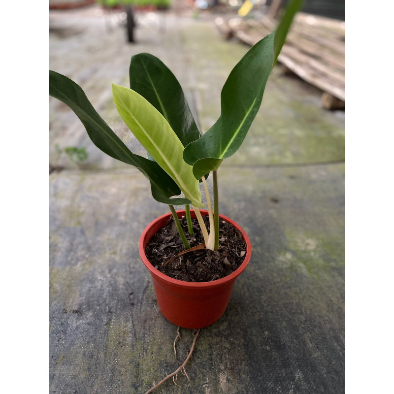 Philodendron longifolio