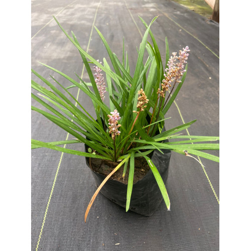 Liriope Muscaris