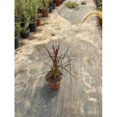 Pennisetum Rubrum