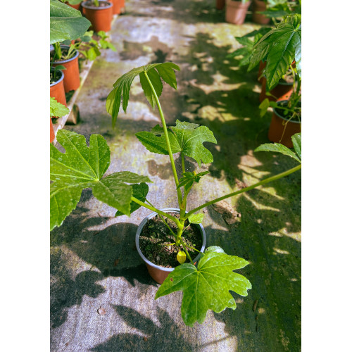 Aralia Japonica