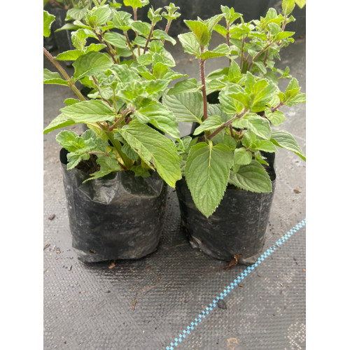 Pack de Menta Negra