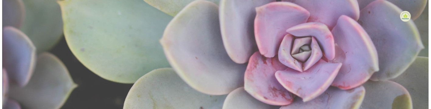 Cactus y Suculentas