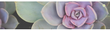 Cactus y Suculentas