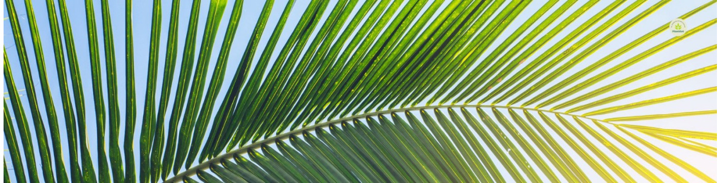 Palmeras