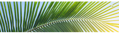 Palmeras