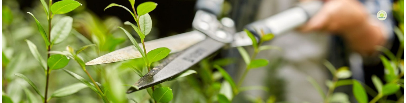 Descubre cortasetos y podadoras en Plantket. Herramientas eléctricas, a batería y manuales para cortar setos, podar arbustos y mantener tu jardín impecable.