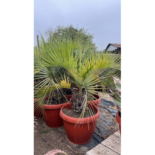 Butia capitata / Palmera de la jalea