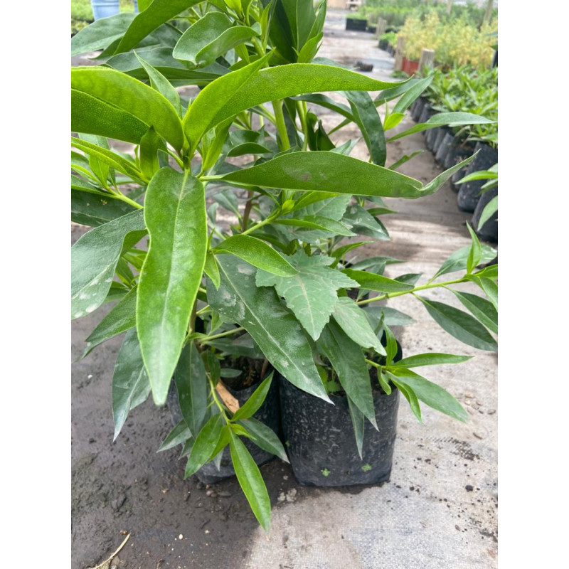 Miosporo en Chile - Comprar Online Plantket