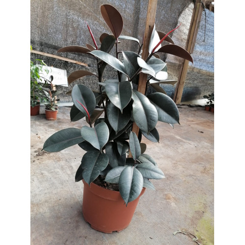 Gomero Variedades - Comprar Chile Plantket