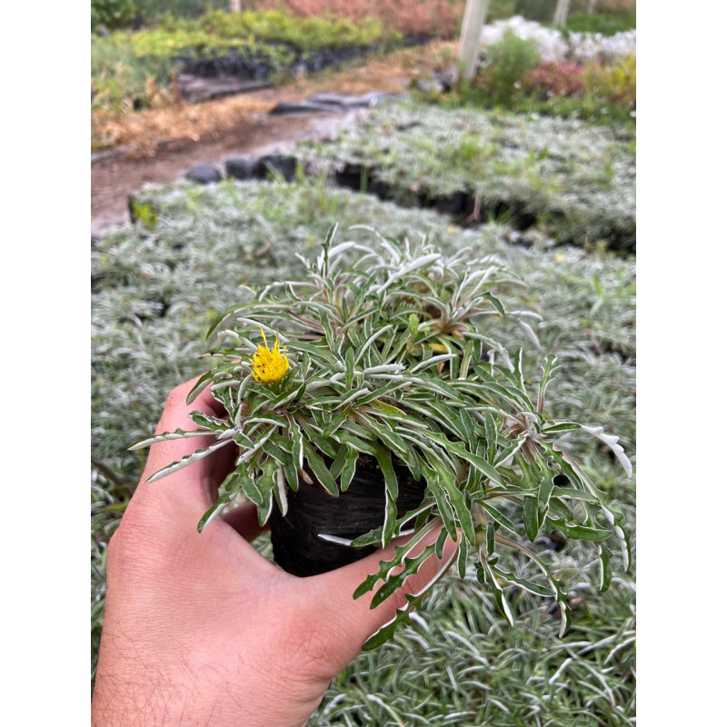 Dymondia en Chile - Comprar Online Plantket