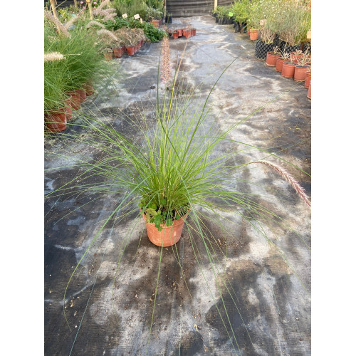 Pennisetum Rupeliano - Comprar Chile Plantket