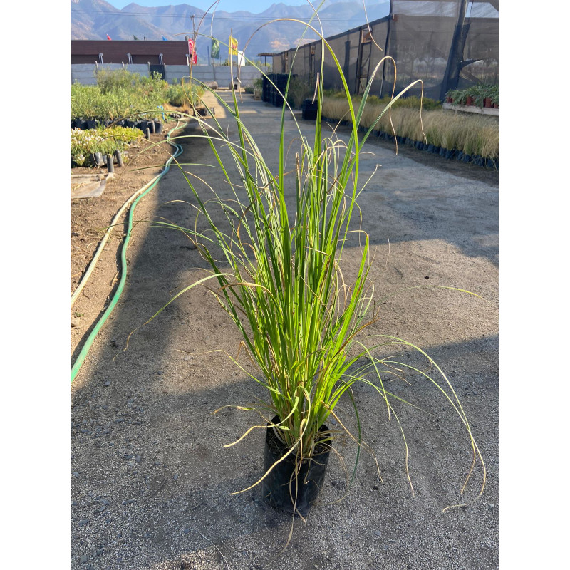 Cola de Zorro en Chile - Comprar Online Plantket