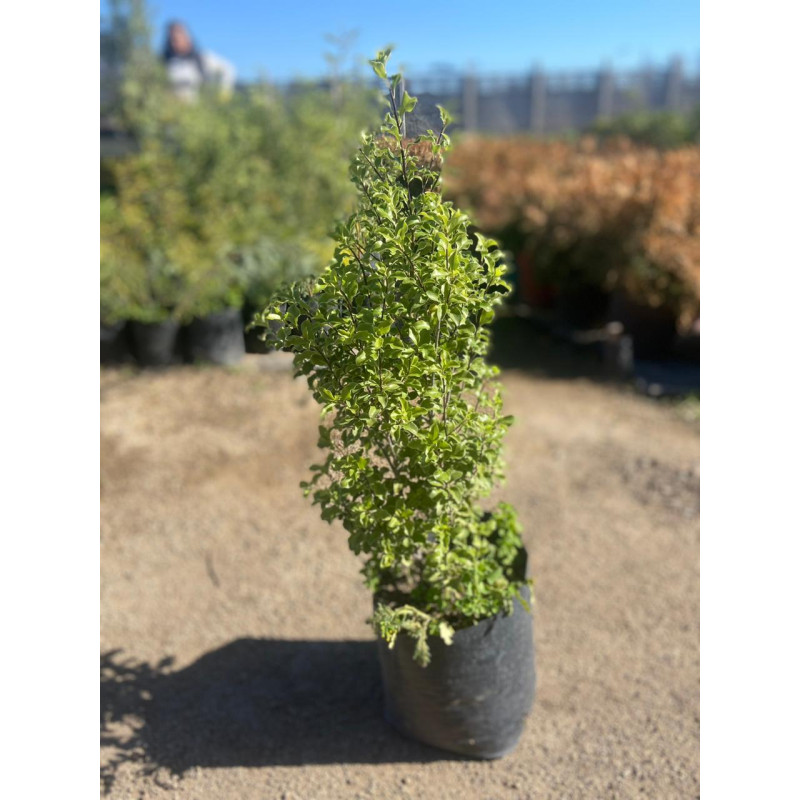 Pittosporum en Chile - Comprar Online Plantket