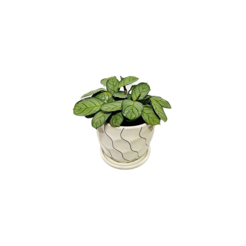 Calathea Burle Marxii Amagris - Comprar Chile Plantket