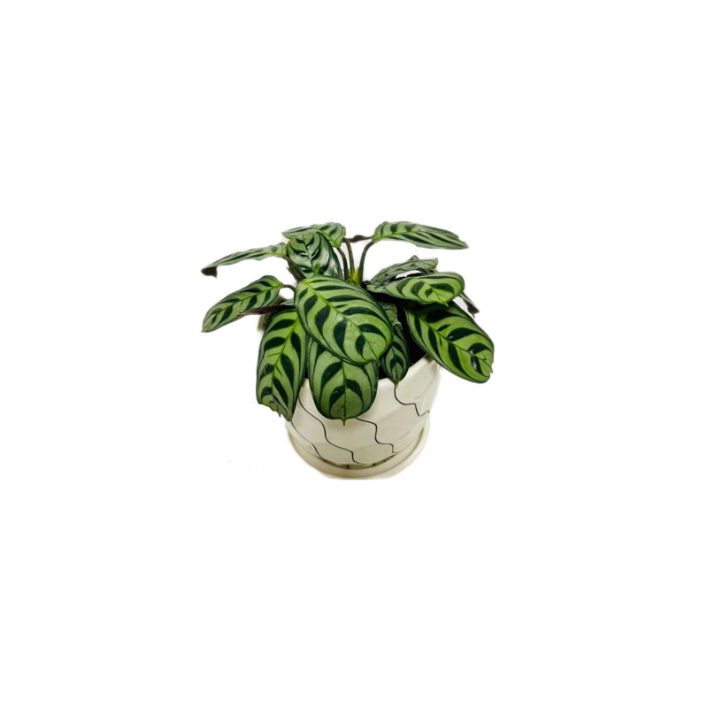 Calathea en Chile - Comprar Online Plantket