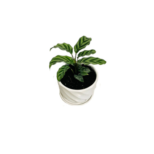 Calathea Freddie - Comprar Chile Plantket