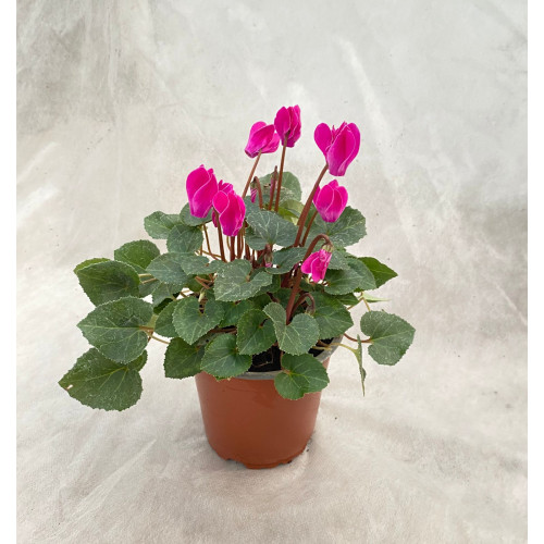 Cyclamen Mini - Comprar Chile Plantket