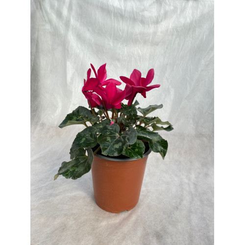 Cyclamen - Comprar Chile Plantket