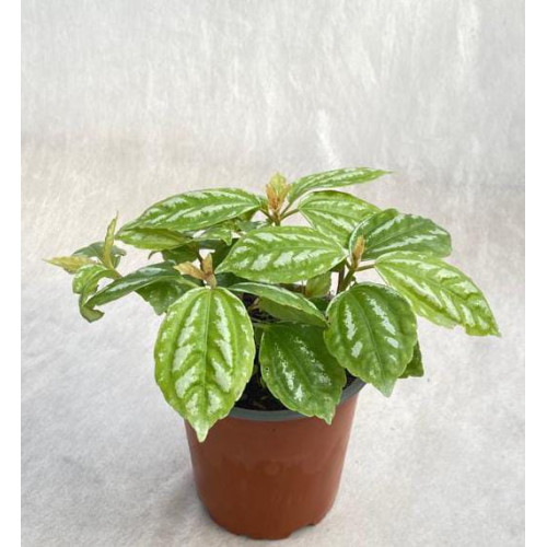 Pilea cardierei