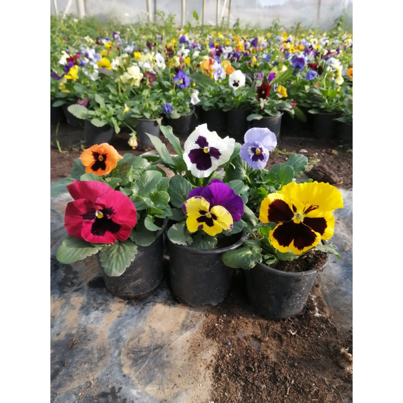 Pensamiento en Chile - Comprar Online Plantket