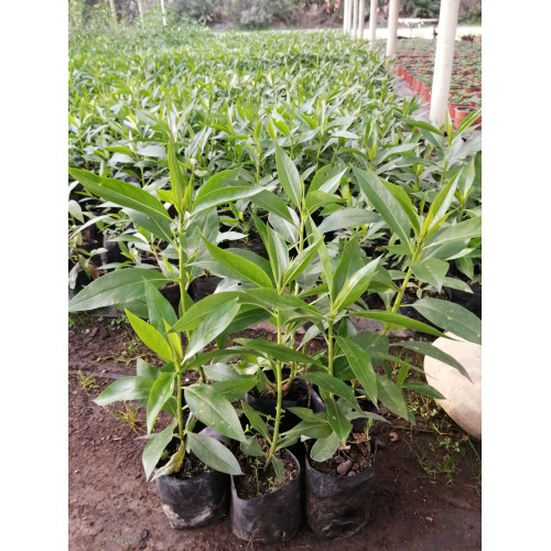 Pack de Miosporo - Comprar Chile Plantket