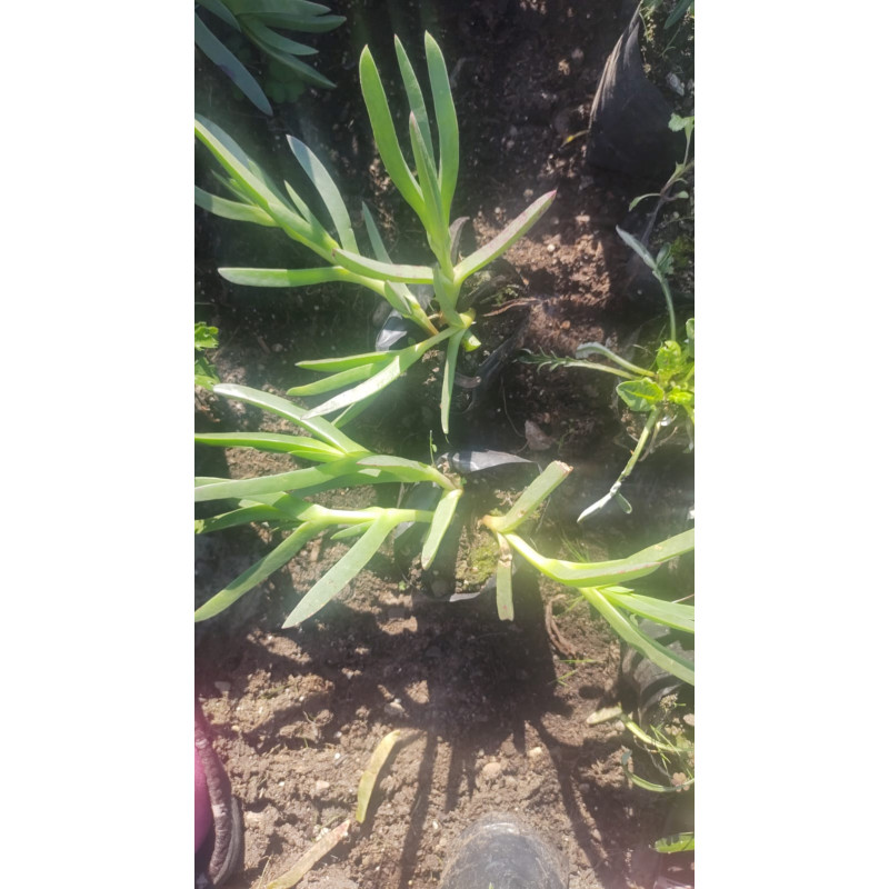 Doca en Chile - Comprar Online Plantket
