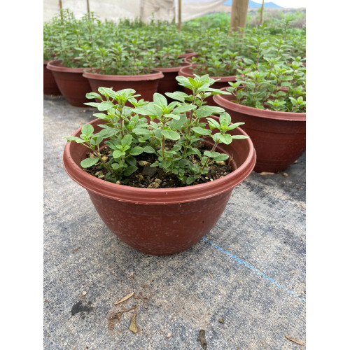 Orégano Grande - Comprar Chile Plantket