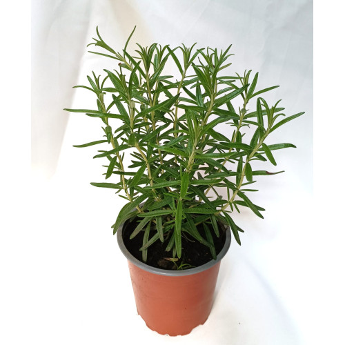 Romero - Comprar Chile Plantket
