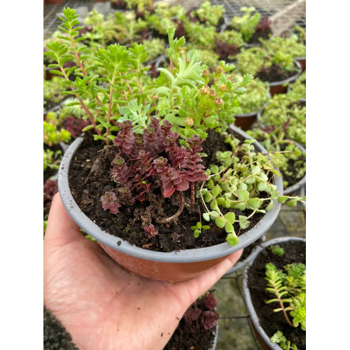 Suculenta con Sedum