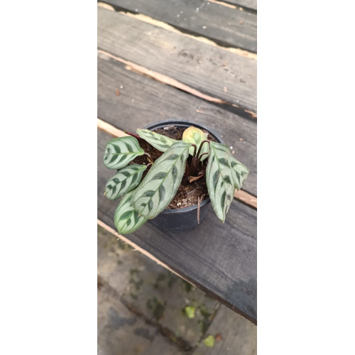 Ctenanthe Burle Marxii
