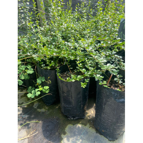 Rhus Crenata - Delivery a La Cisterna