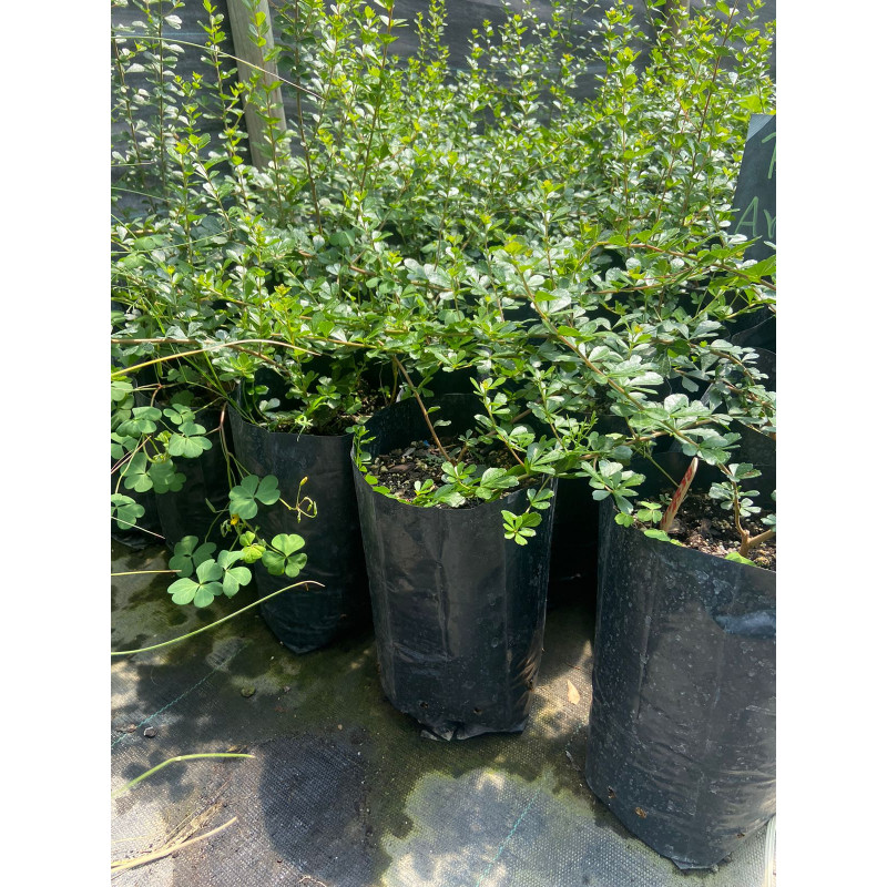 Rhus Crenata en Chile - Comprar Online Plantket